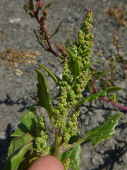 Oxybasis chenopodioides