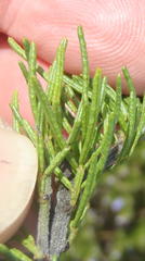 Psoralea vanberkelae