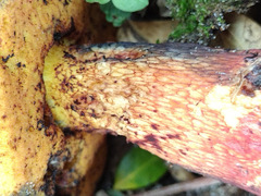 Exsudoporus floridanus