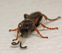 Ichneumon extensorius