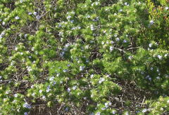 Psoralea vanberkelae