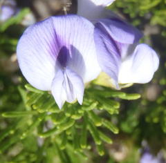 Psoralea vanberkelae