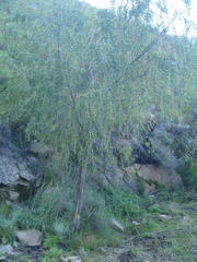 Empleurum unicapsulare