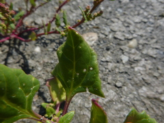 Oxybasis chenopodioides