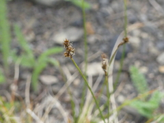 Divisae