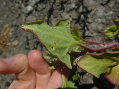 Oxybasis chenopodioides