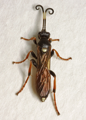 Ichneumon extensorius