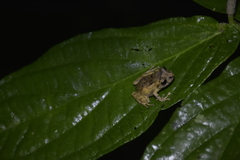 Pristimantis martiae