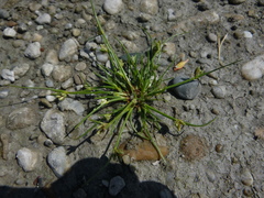 Cyperus pannonicus