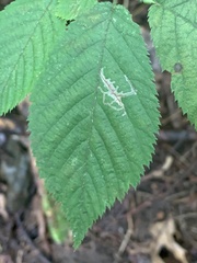 Caloptilia ostryaeella