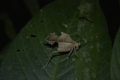 Typophyllum bolivari