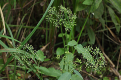 Sium latifolium