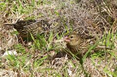 Euplectes capensis capensis