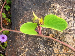 Ipomoea pes-caprae brasiliensis