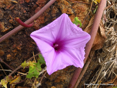 Ipomoea pes-caprae brasiliensis