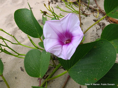 Ipomoea pes-caprae brasiliensis