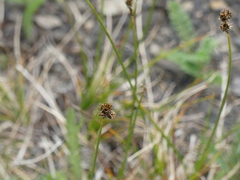 Divisae