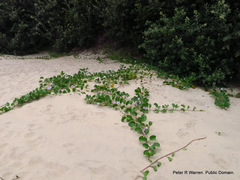 Ipomoea pes-caprae brasiliensis