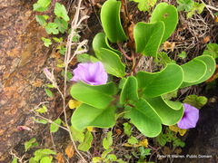 Ipomoea pes-caprae brasiliensis