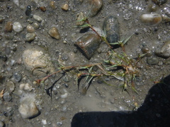 Sporobolus aculeatus