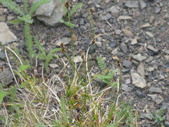 Divisae