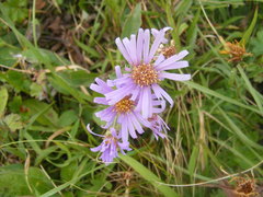 Aster amellus