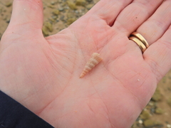 Turritellinella tricarinata