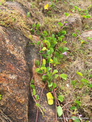 Ipomoea pes-caprae brasiliensis