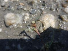 Sporobolus aculeatus