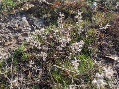 Thymus dzevanovskyi