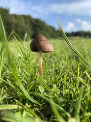 Panaeolus foenisecii