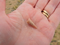Turritellinella tricarinata