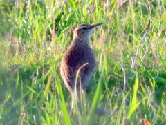 Certhilauda curvirostris brevirostris