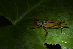 Eubliastes adustus
