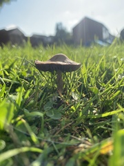 Panaeolus foenisecii