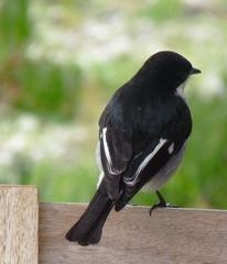 Fiscal Flycatcher photo 6
