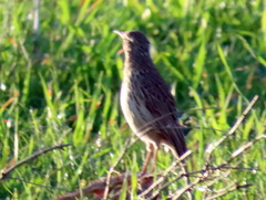 Certhilauda curvirostris brevirostris