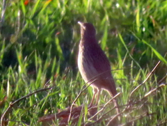 Certhilauda curvirostris brevirostris