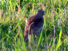 Certhilauda curvirostris brevirostris