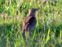 Certhilauda curvirostris brevirostris