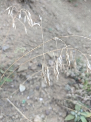 Bromus squarrosus
