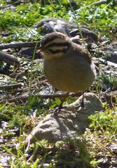 Emberiza capensis capensis
