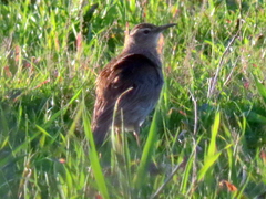 Certhilauda curvirostris brevirostris