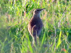Certhilauda curvirostris brevirostris