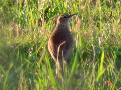 Certhilauda curvirostris brevirostris