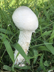 Saproamanita thiersii