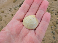 Dosinia exoleta