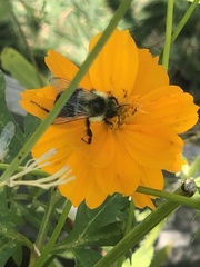 Bombus impatiens