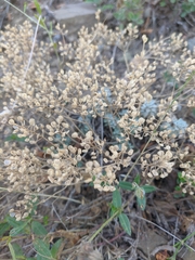 Odontarrhena obtusifolia