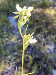Polygala levynsiana